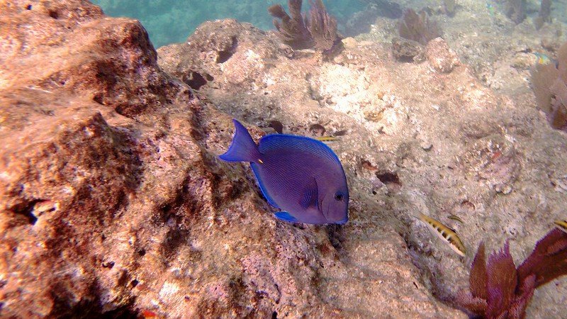 Snorkeling in Rock Key / Flickr / SNORKELINGDIVES.COM