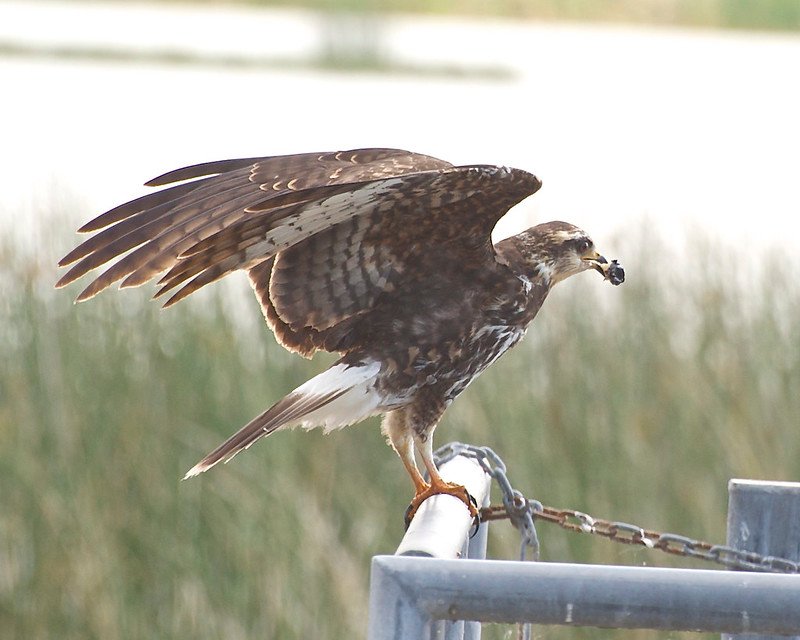Female Everglade Snail Kite / Flickr / Brian Garrett