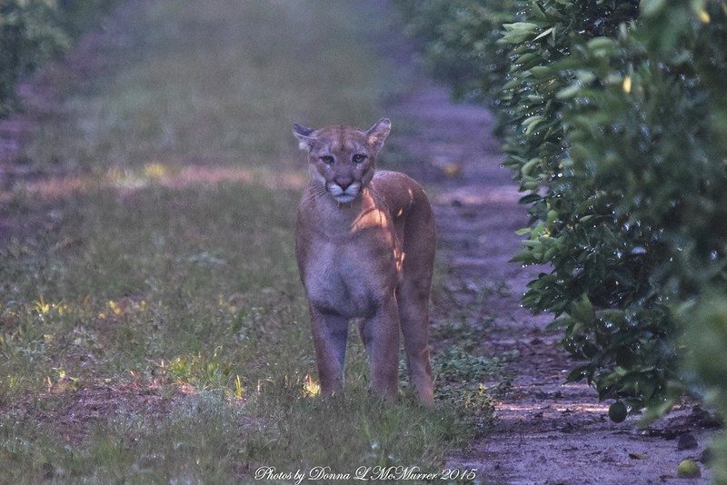 A Male Panther / Flickr / FWC Florida Fish and Wildlife Institute