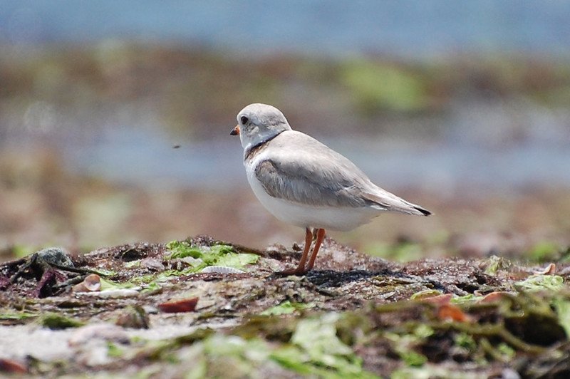 Piping Plover: Endangered Species in Florida / Flickr / Claudia Daggett