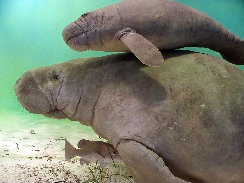 Endangered Species in Florida/ Flickr / GPA Photo Archive
