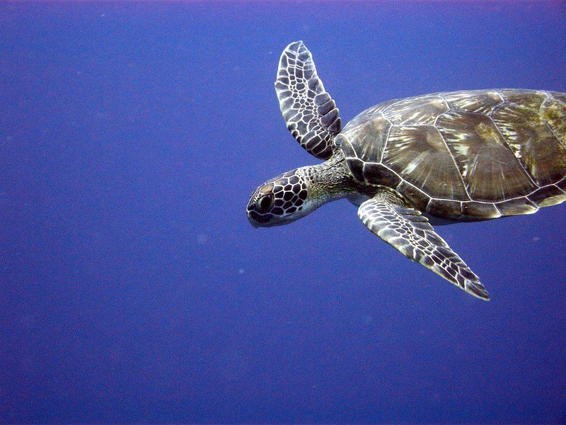 Loggerhead in Blue Florida Water / Flickr / Matt Kieffer