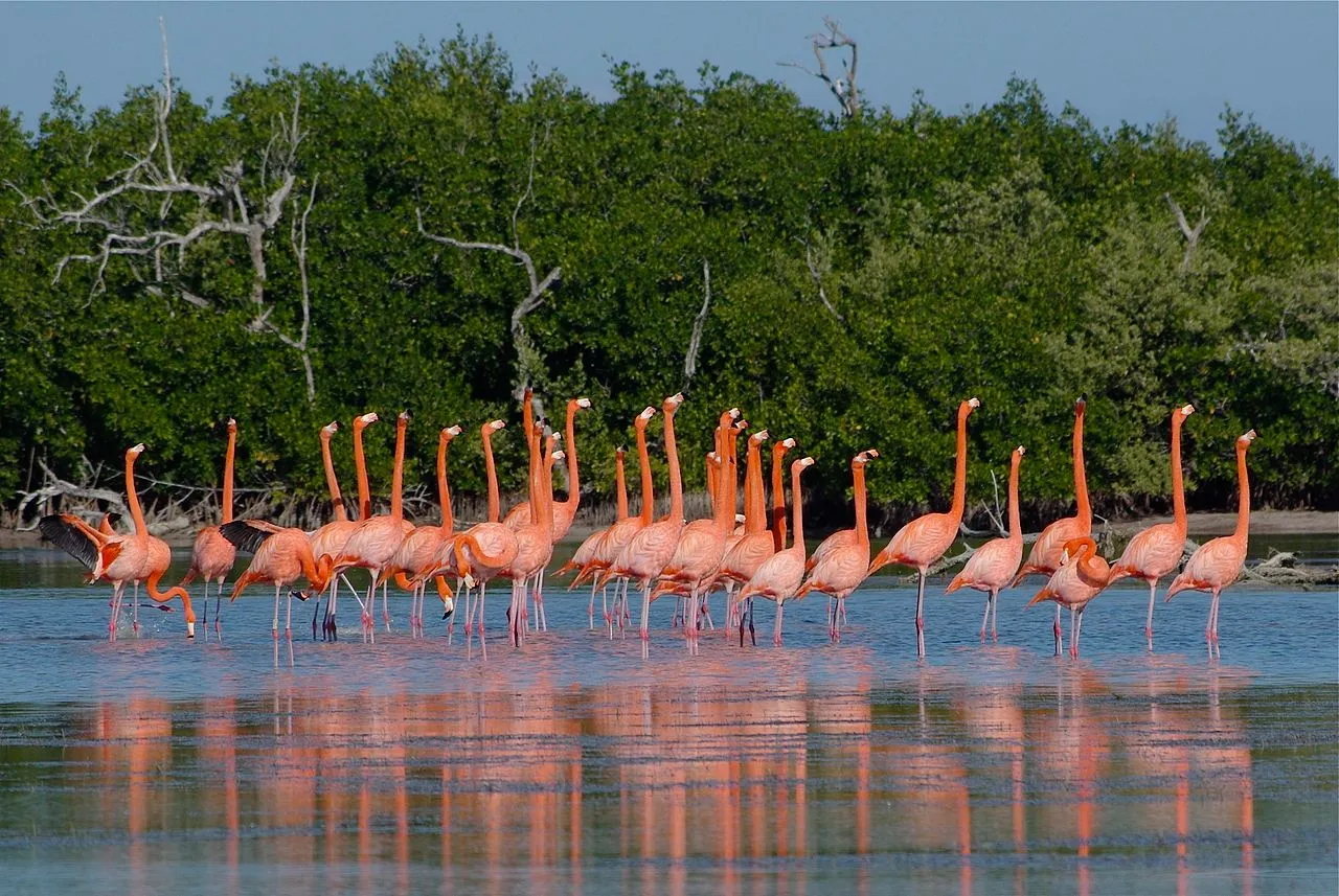 Best Places to See Wild Flamingoes in Florida
