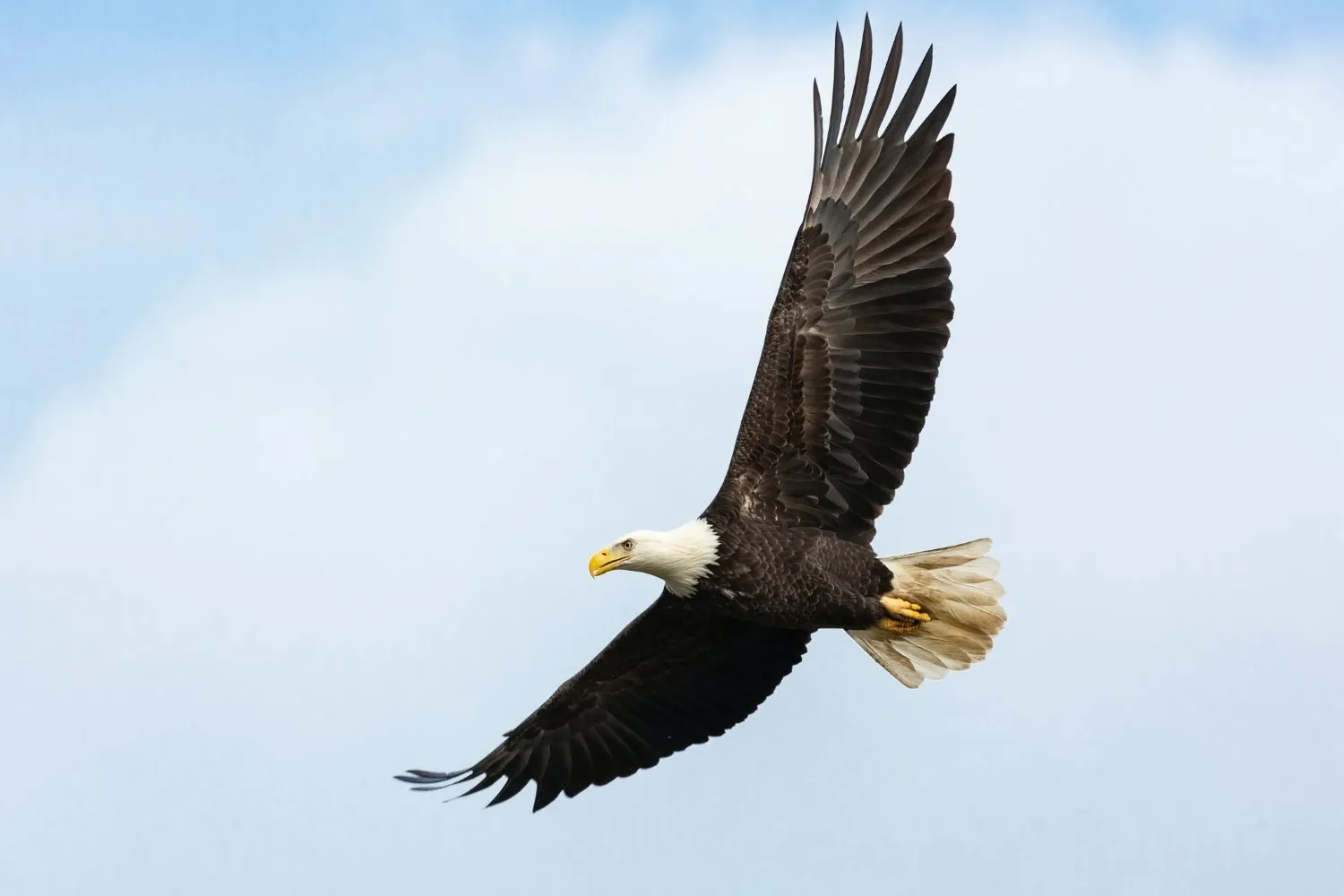 Photography Tips for Birders