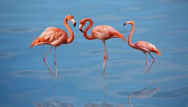 Understanding Flamingoes in Florida