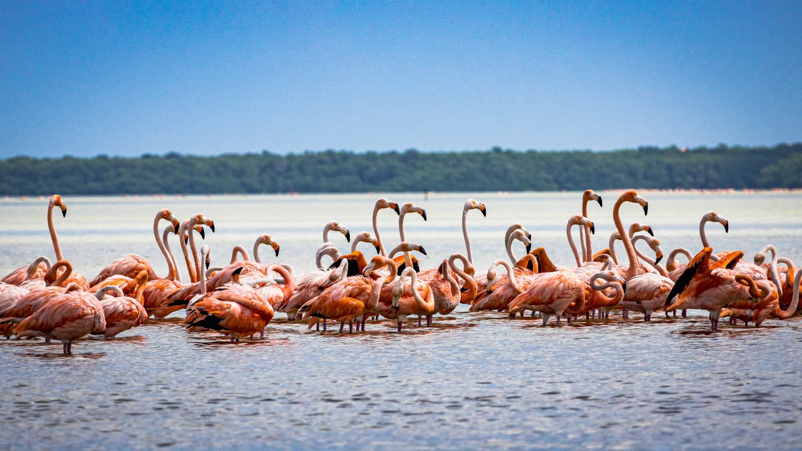 Famous Flamingo Spotting Locations
