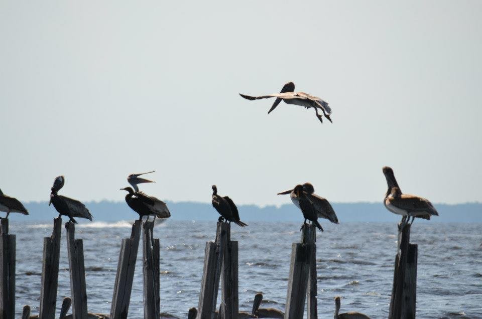 St. Marks National Wildlife Refuge