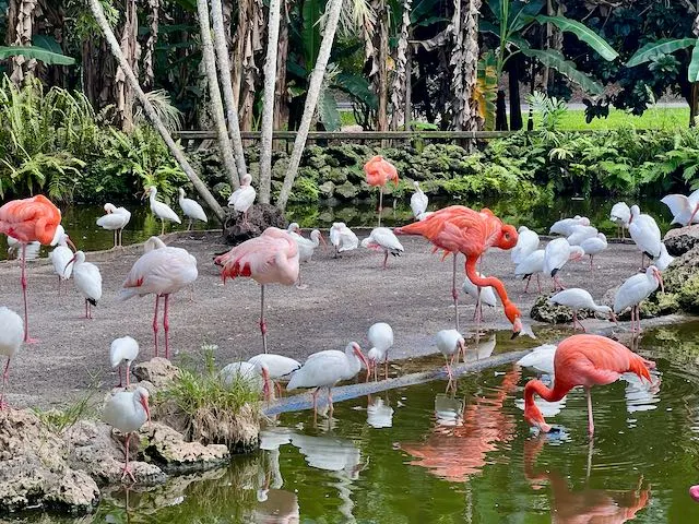Flamingo Gardens and Wildlife Parks