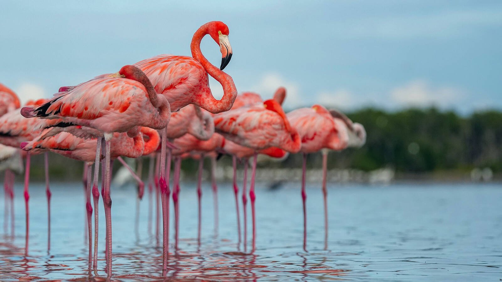 Conservation and Research Initiatives