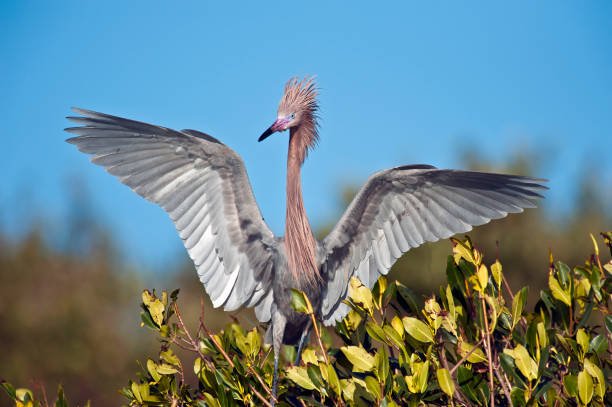 Ding Darling National Wildlife Refuge