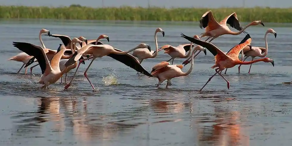 Exploring More Flamingo Habitats