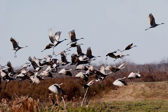 Paynes Prairie Preserve