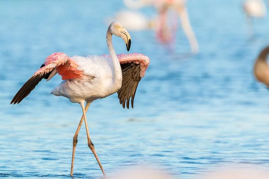 Beyond Florida: International Flamingo Destinations
