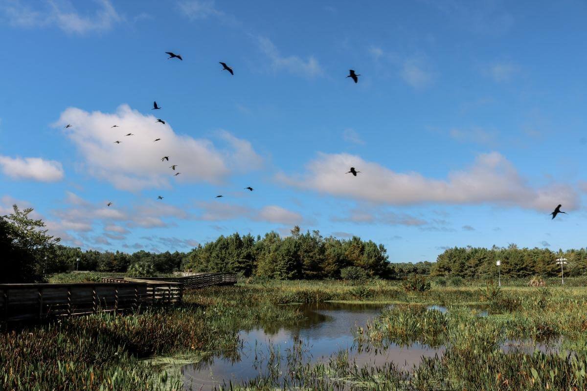 Green Cay Wetlands