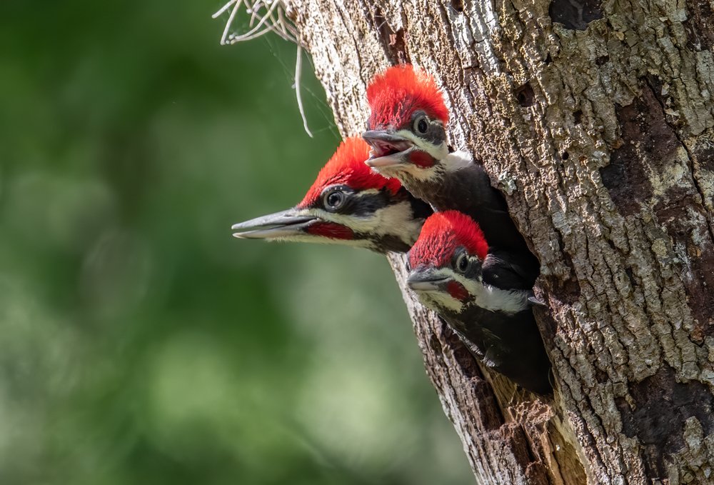 pileated woodpecker