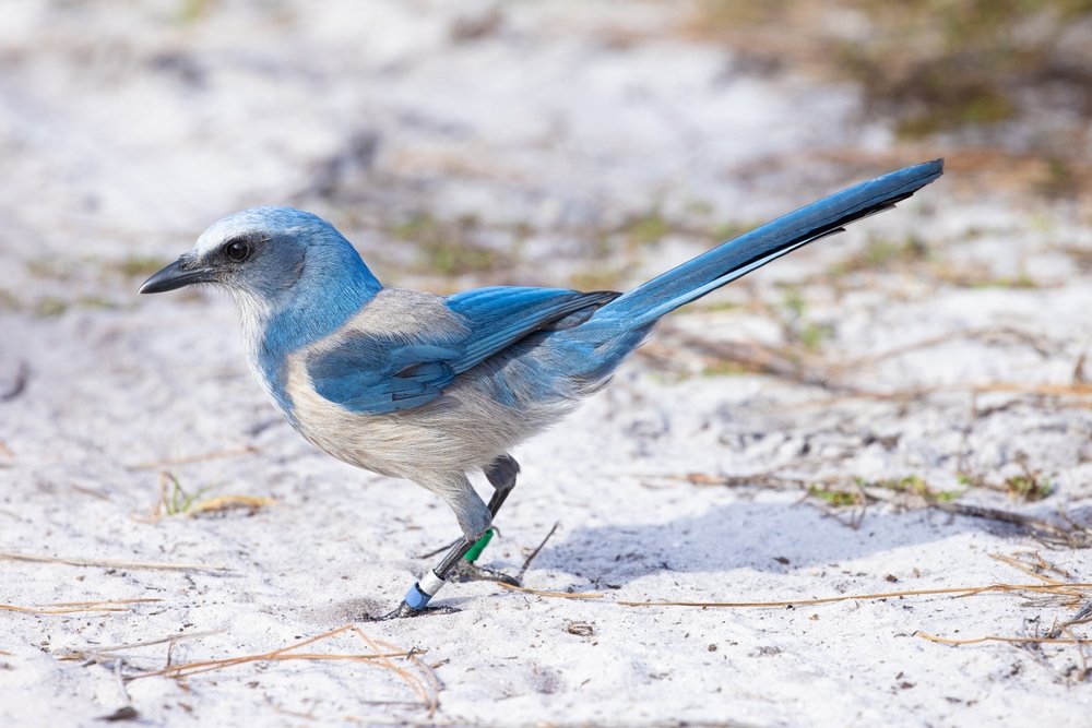 florida native scrub jay