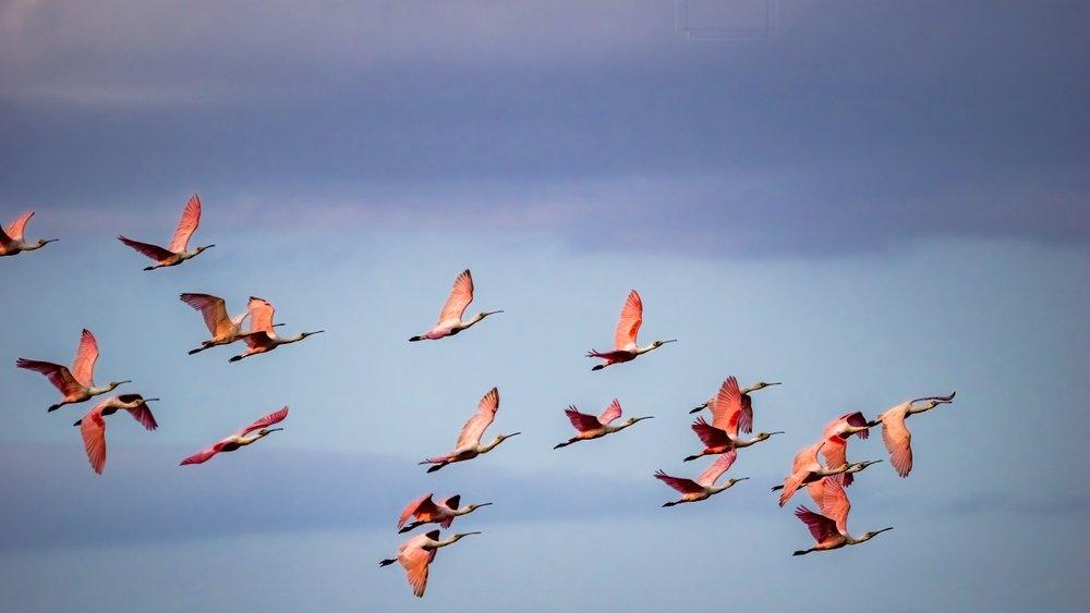 flock of Roseate Spoonbills in Florida