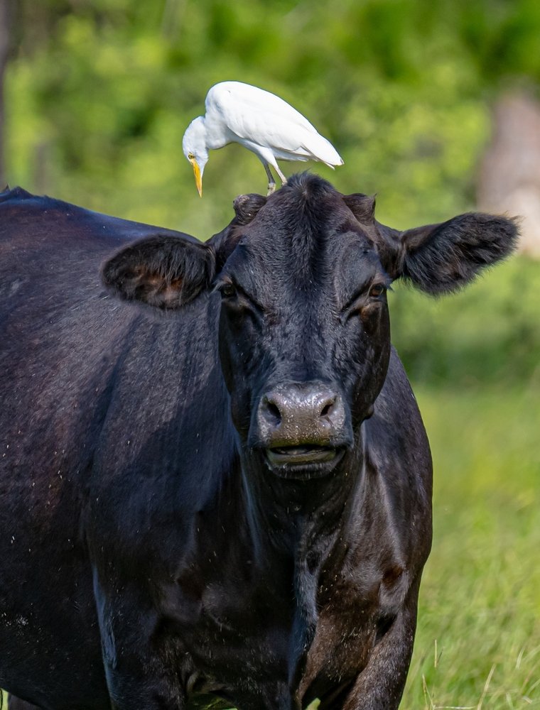 Florida native birds- egret on Angus cow